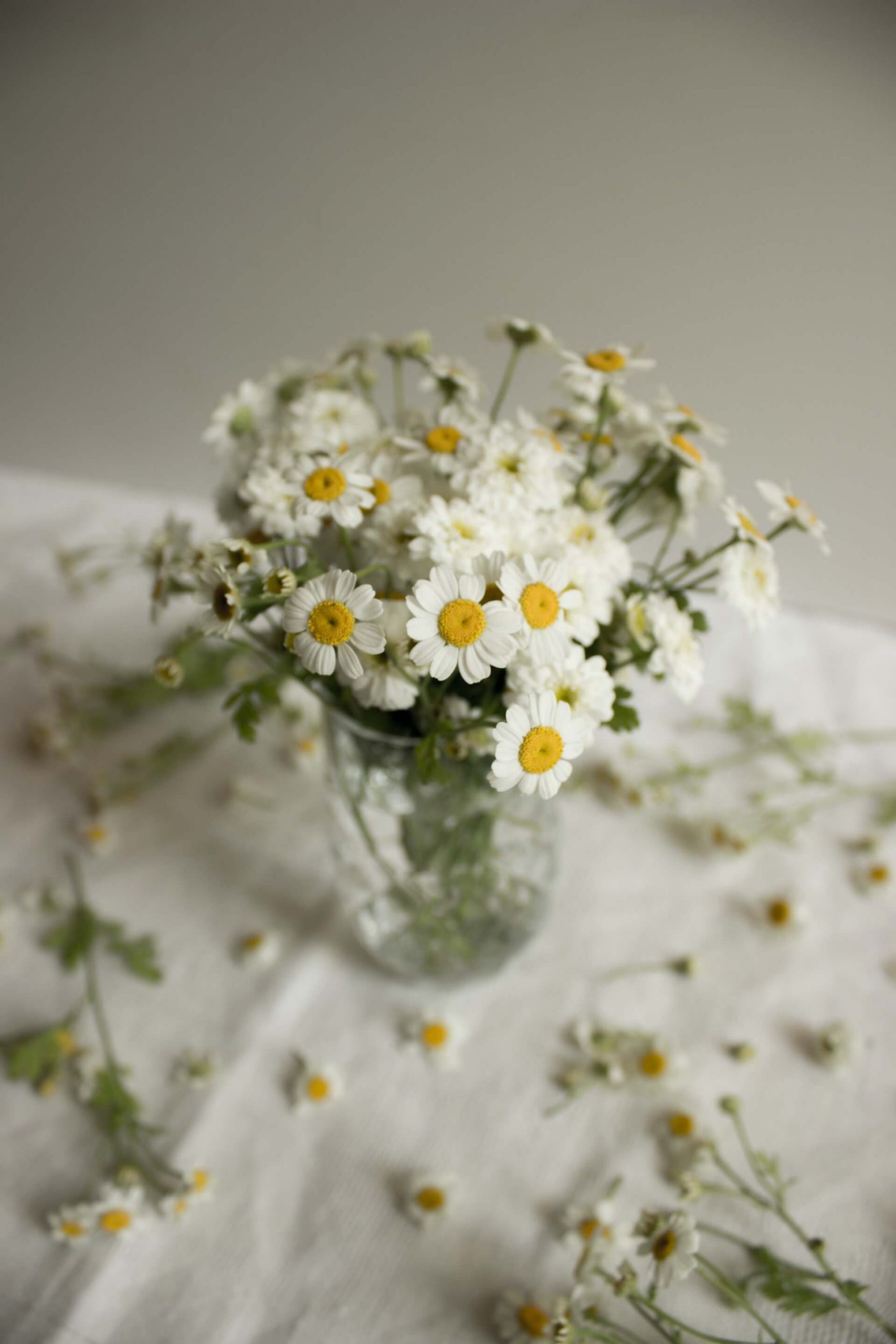 Chamomile oil – discover the way to a radiant complexion!