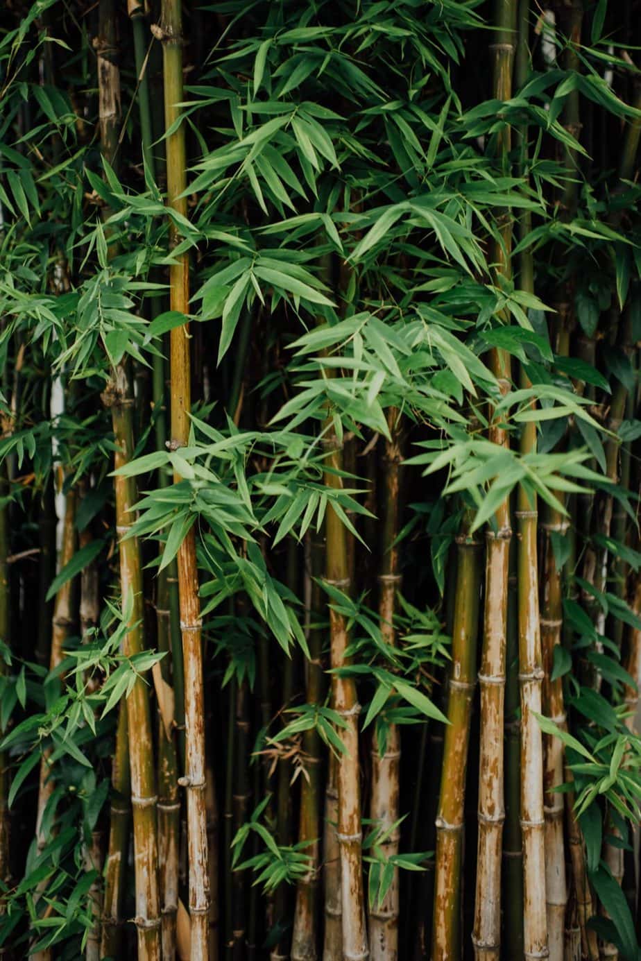 Bamboo bioferment – learn about its use in skin care