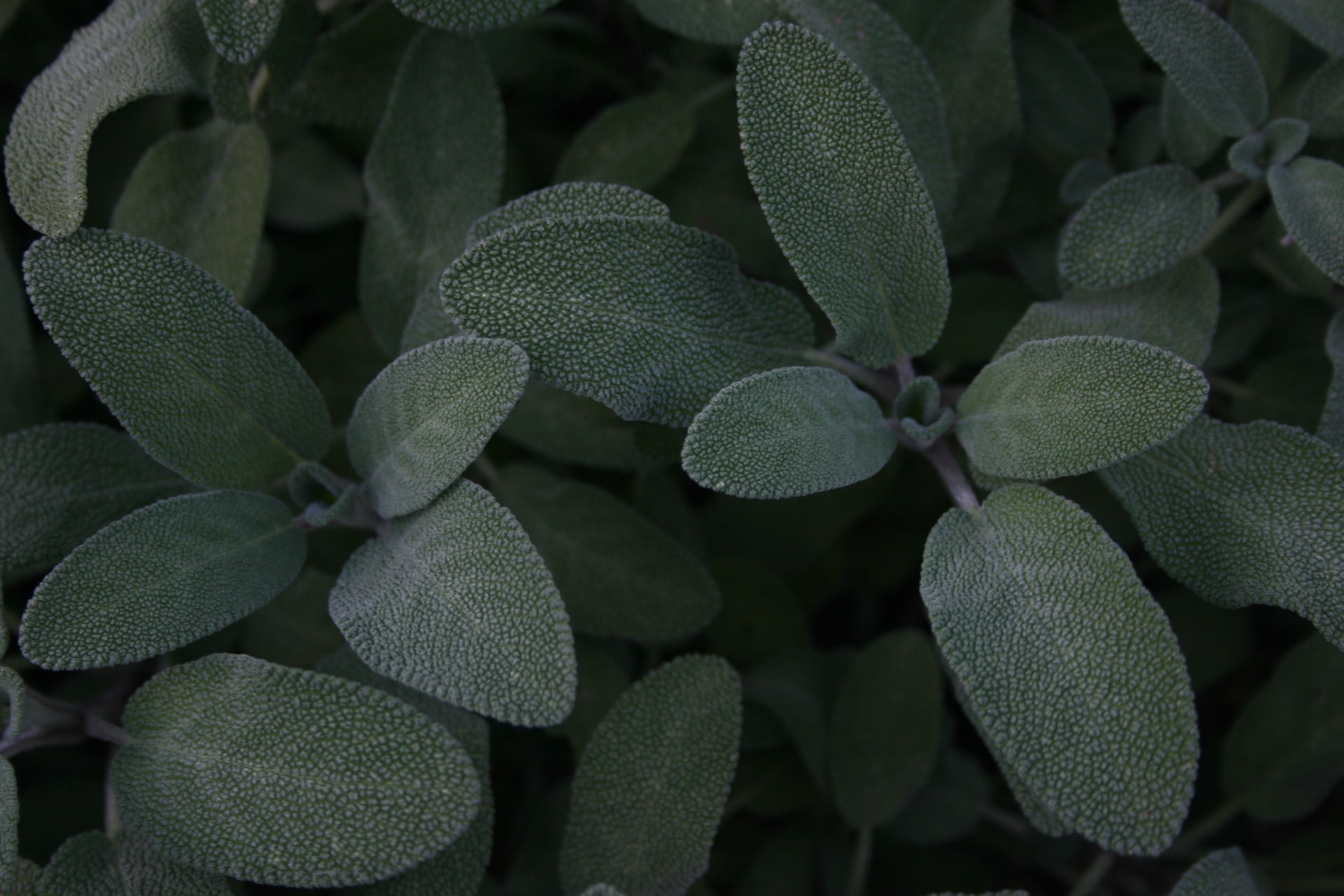 Learn about the properties and uses of sage