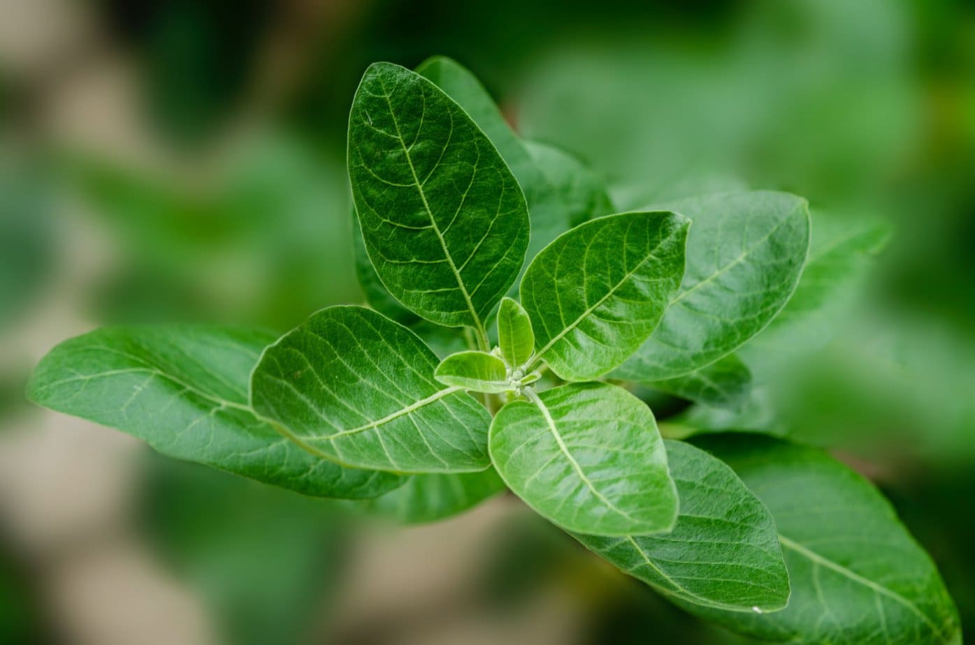 Ashwagandha – learn about its properties