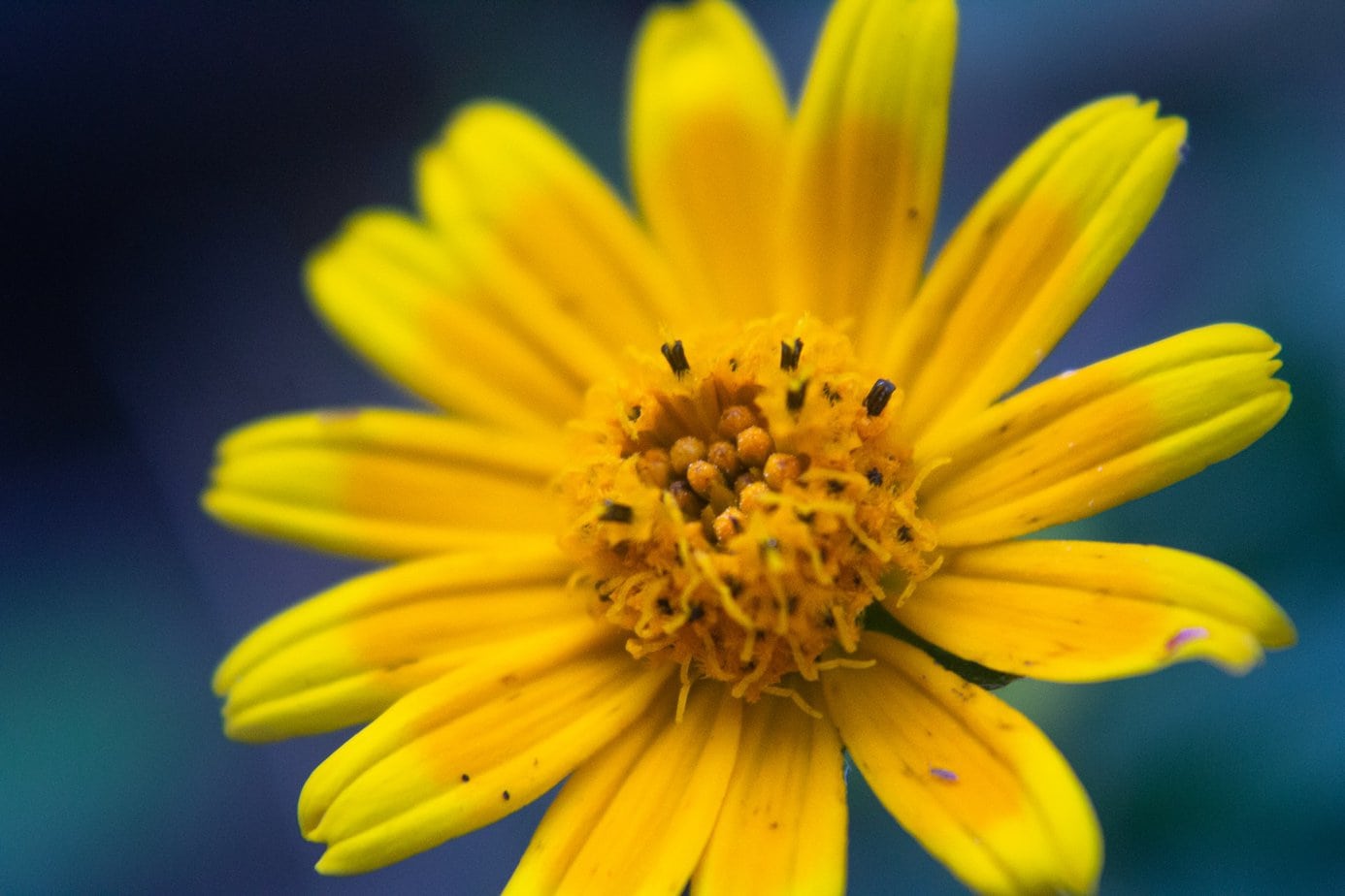 Arnica – not only for health, but also for beauty